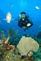 Roatan, Honduras. by Shawn Jackson 